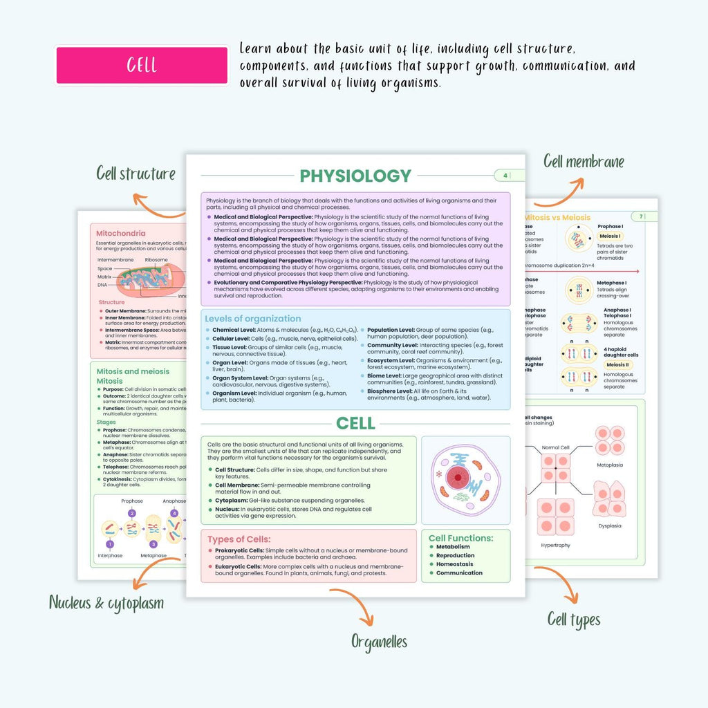 Anatomy and Physiology Complete Bundle | Nursing School | Human Anatomy, Flashcards, Cheat Sheets, Coloring Book