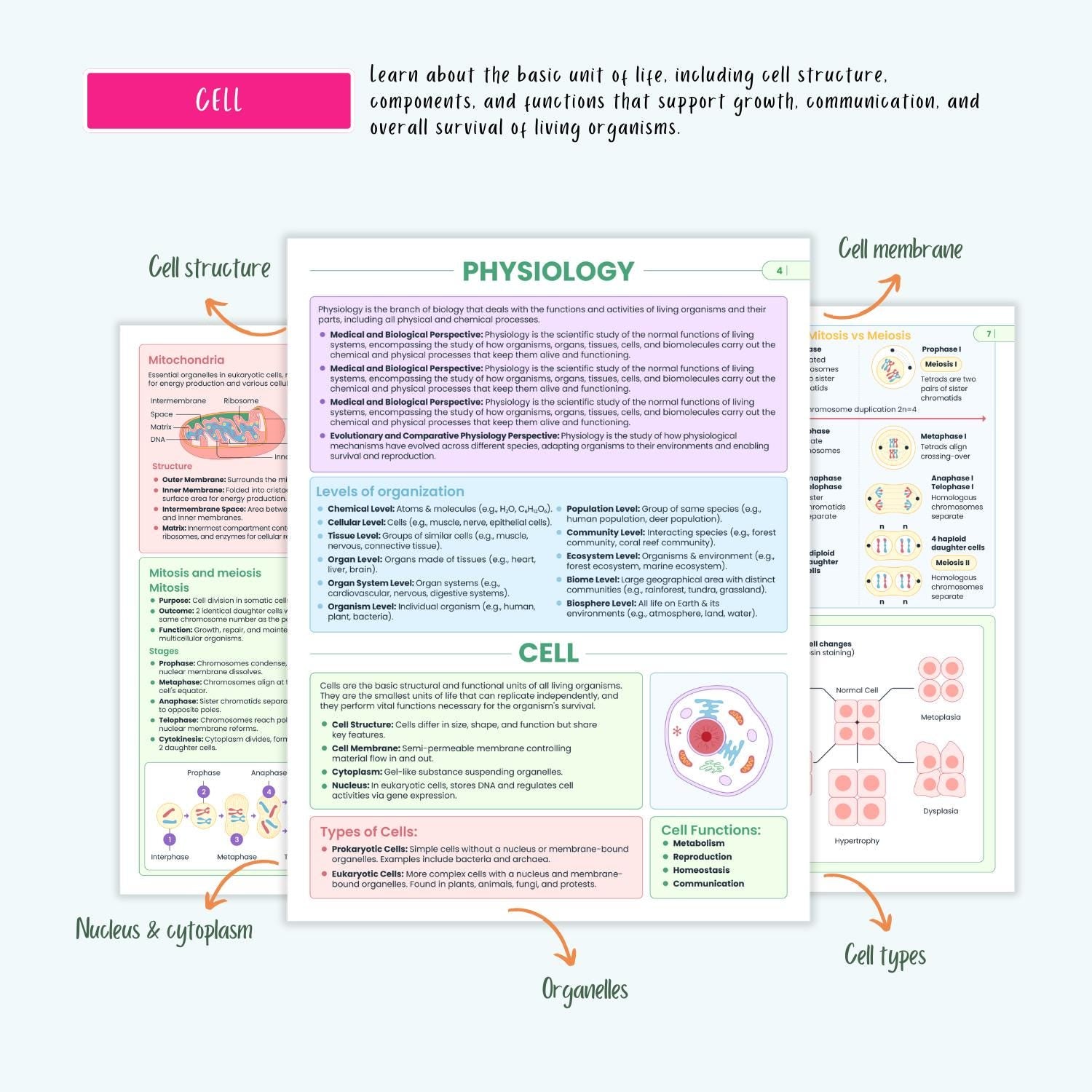 Anatomy and Physiology Complete Bundle | Nursing School | Human Anatomy, Flashcards, Cheat Sheets, Coloring Book