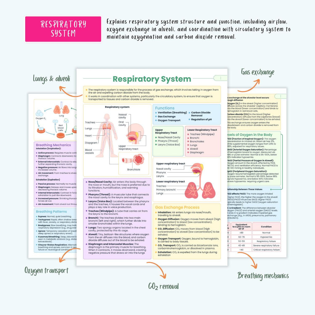 Respiratory Disorders Notes | 20+ Lung Conditions | COPD Asthma ARDS Pneumonia ABG Nursing