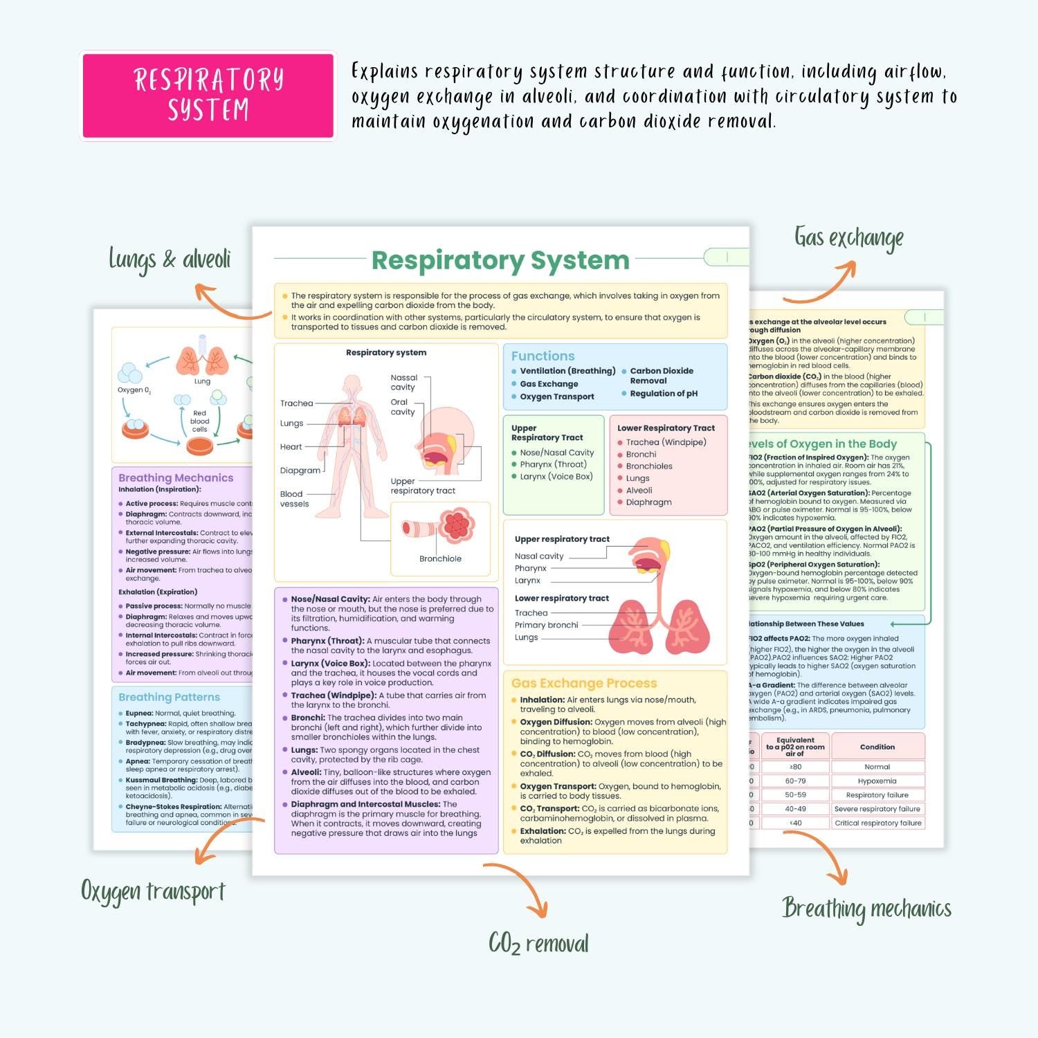 Respiratory Disorders Notes | 20+ Lung Conditions | COPD Asthma ARDS Pneumonia ABG Nursing