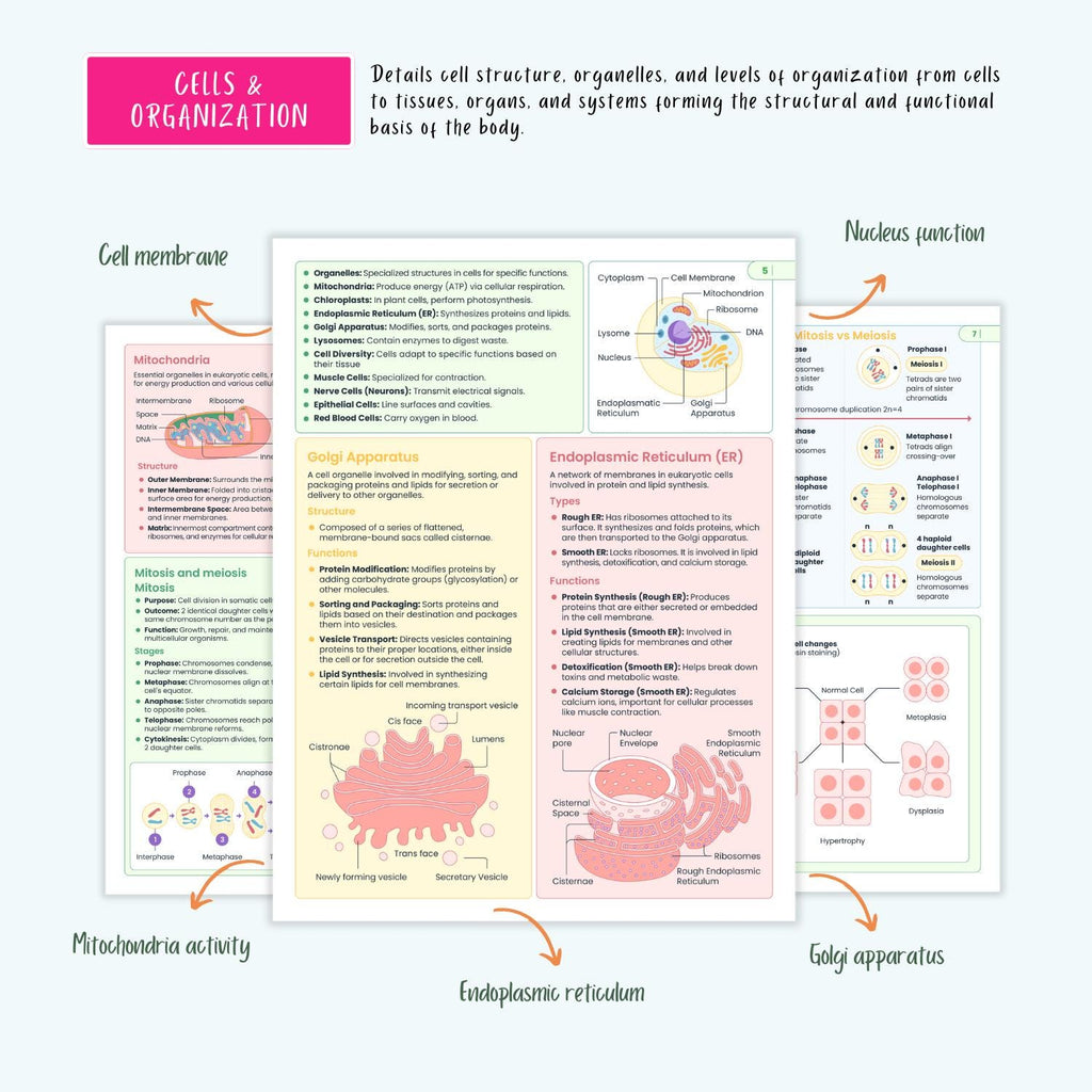 300+ Anatomy Vol 1 & 2 | ICU Critical Care Notes | ECG Cheat Sheets | Coloring Book
