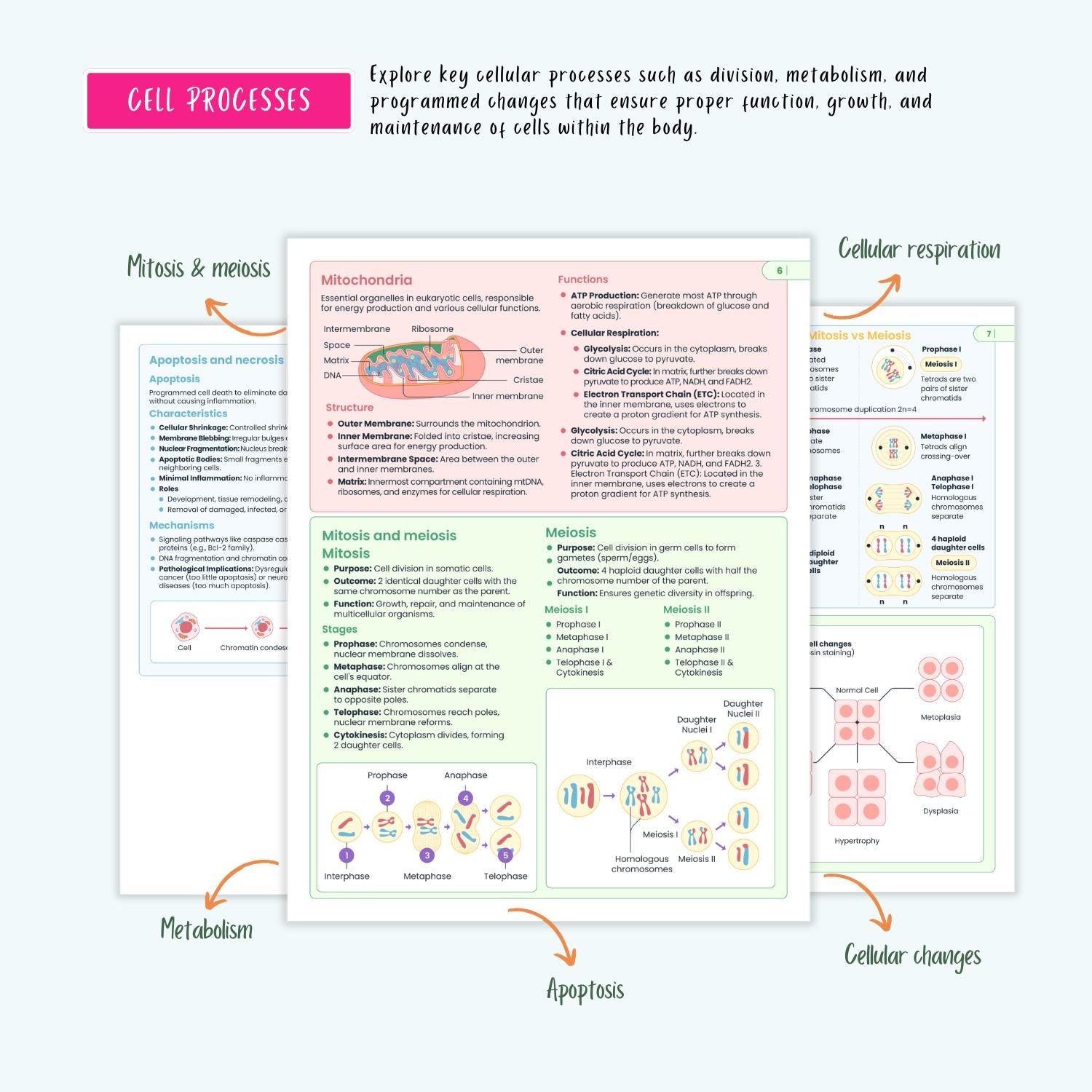 Anatomy and Physiology Complete Bundle | Nursing School | Human Anatomy, Flashcards, Cheat Sheets, Coloring Book