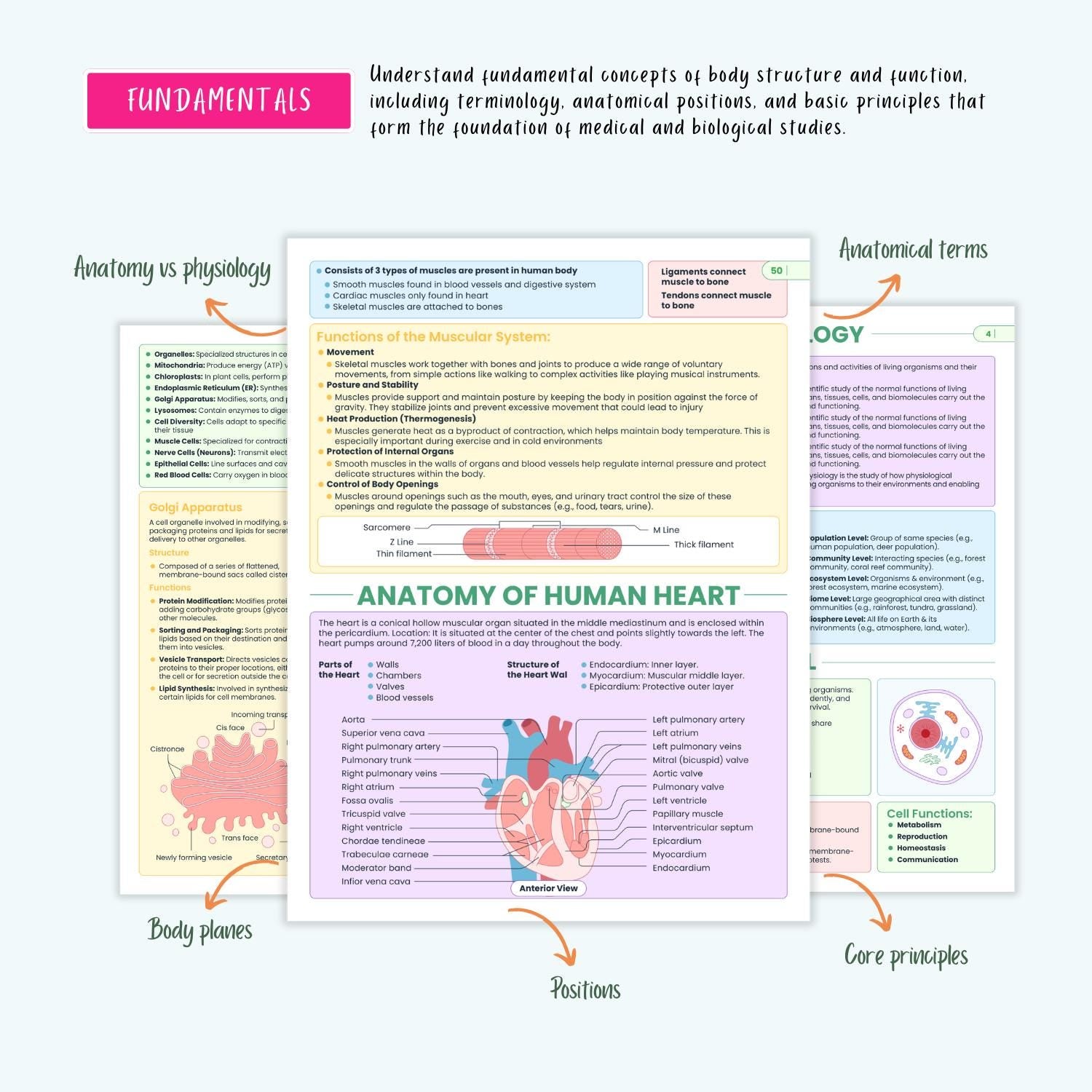 Anatomy and Physiology Complete Bundle | Nursing School | Human Anatomy, Flashcards, Cheat Sheets, Coloring Book