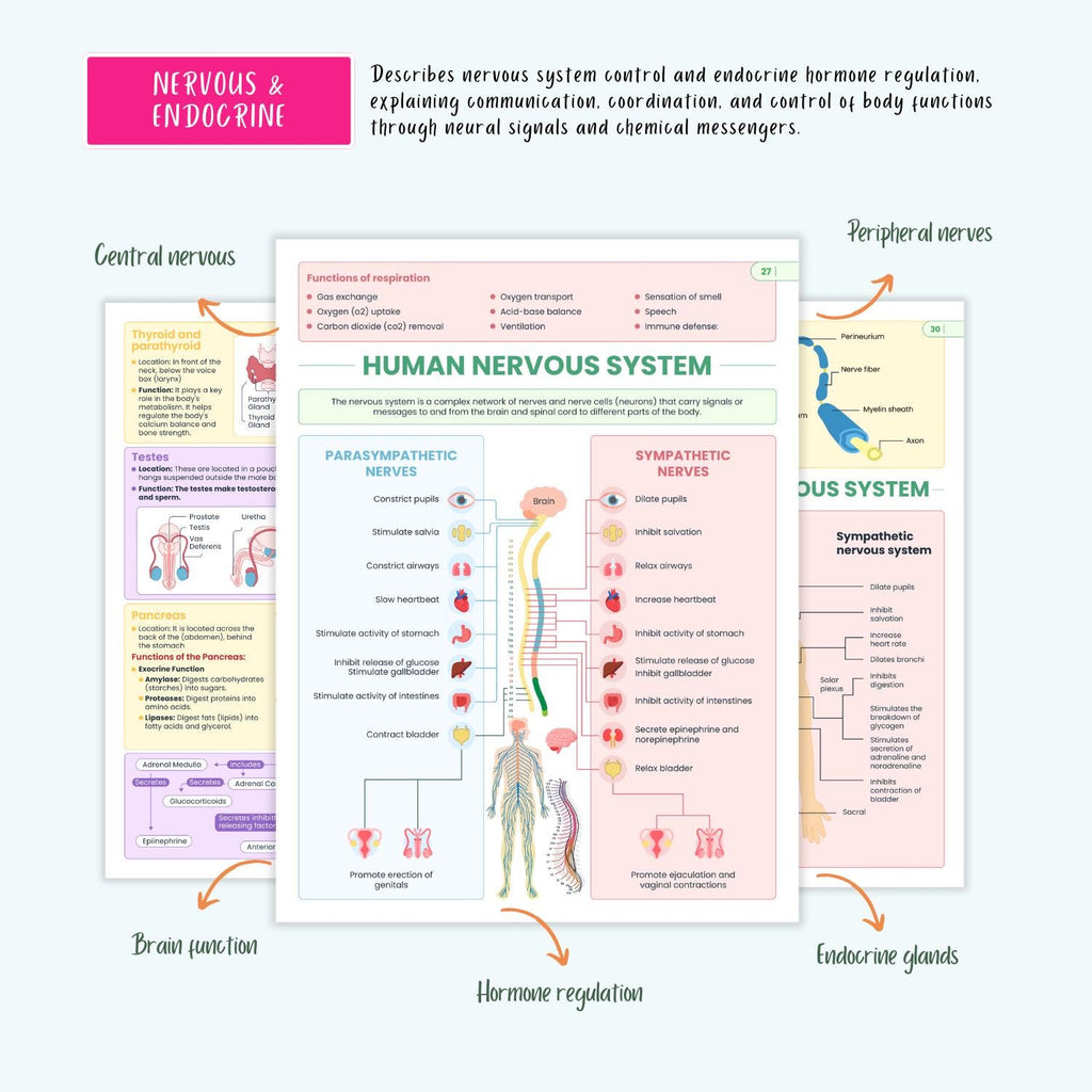 Human Anatomy and Physiology Vol 1 & 2 | Complete Pharmacology | Coloring Book, Cheat Sheets, Nursing School