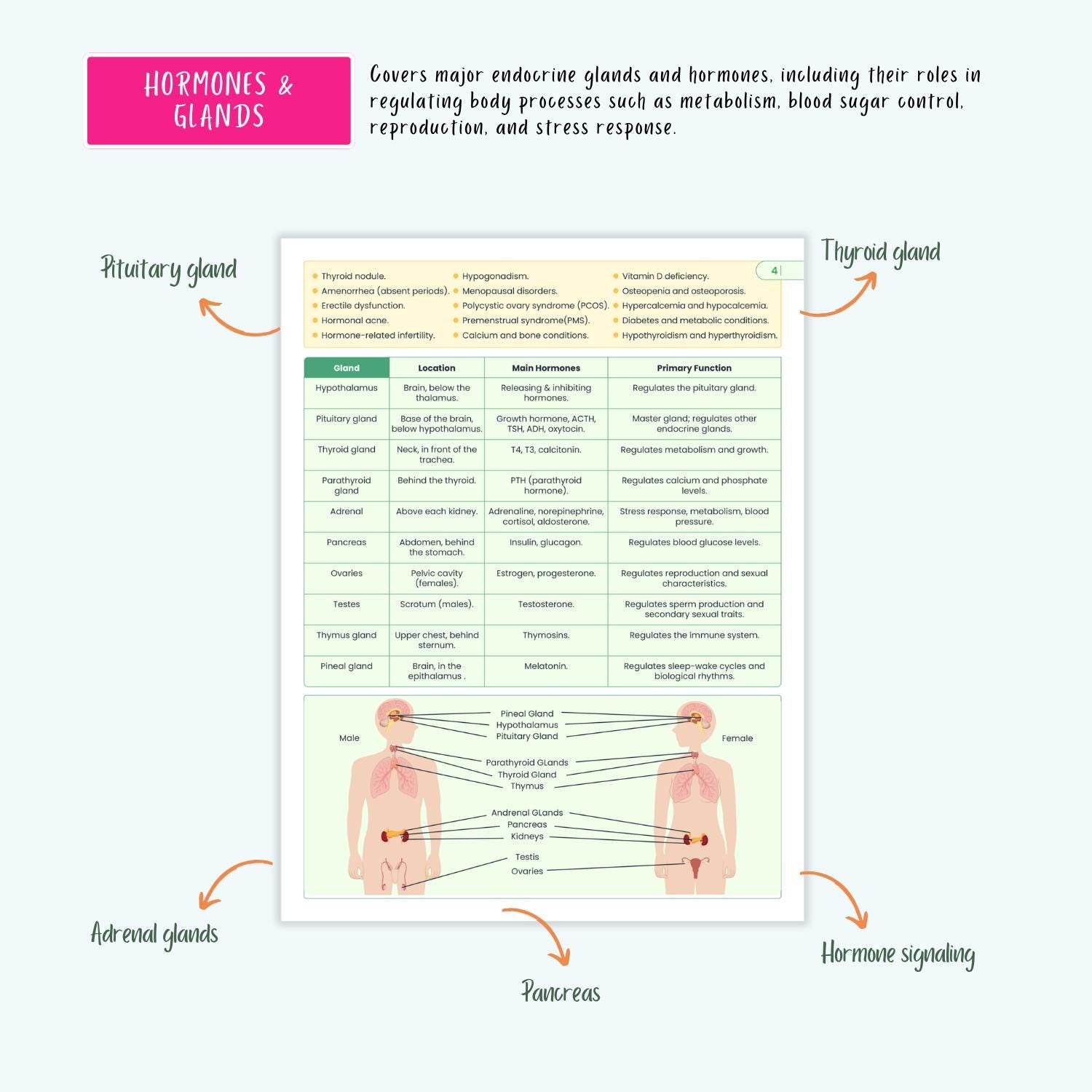 Endocrine Disorders Notes 10+ Hormonal Conditions Diabetes Thyroid Addison’s Cushing’s SIADH NCLEX Guide