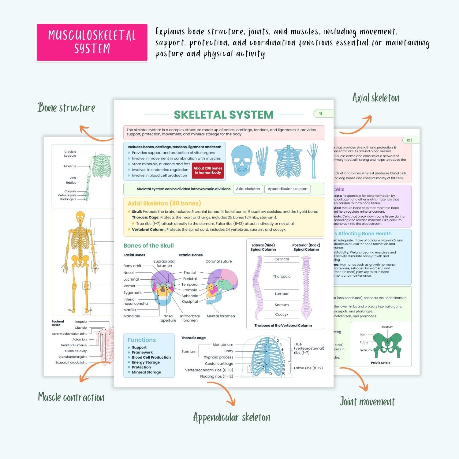Human Anatomy and Physiology Vol 1 & 2 | Complete Pharmacology | Coloring Book, Cheat Sheets, Nursing School