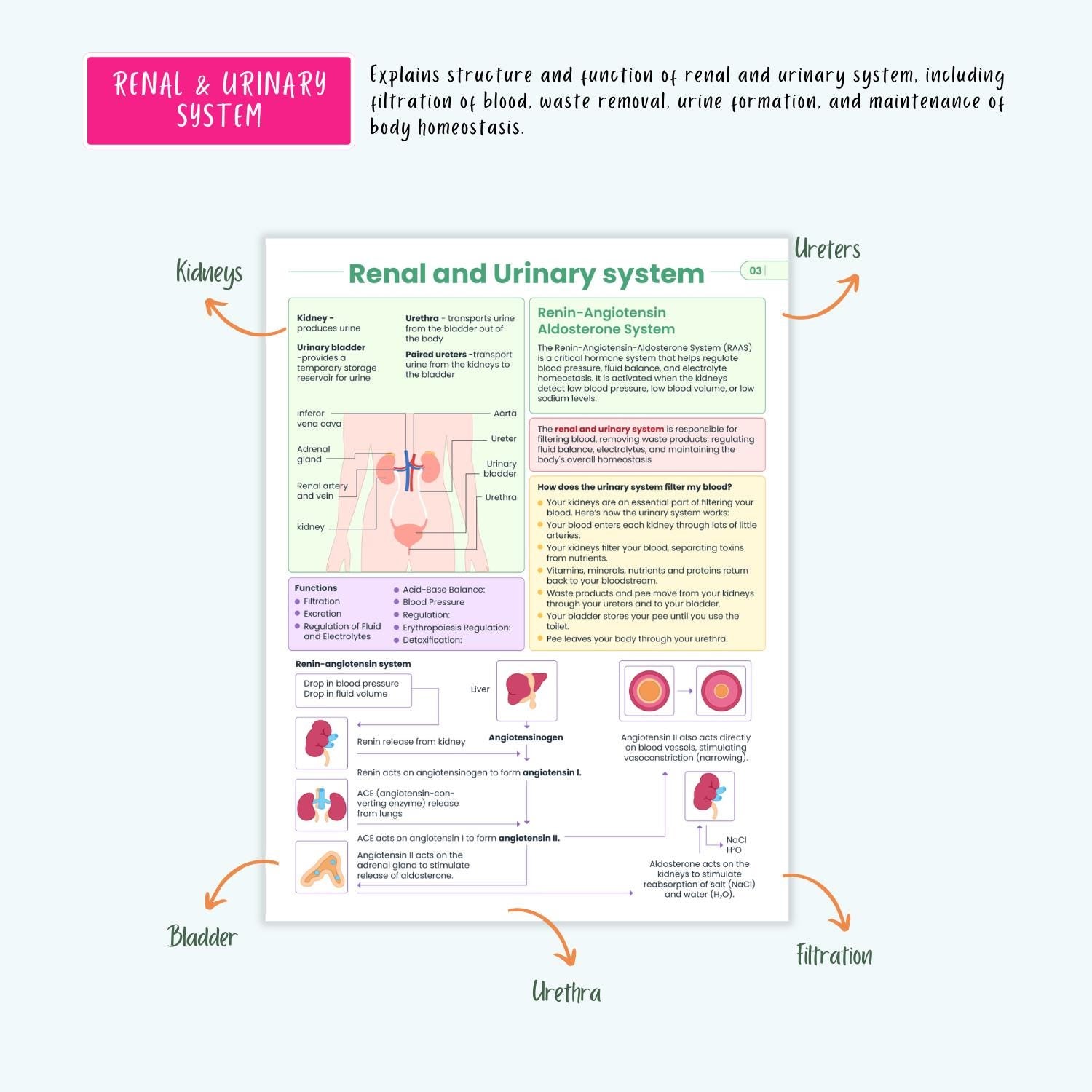 Renal Urinary Notes 15+ Disorders Acute Kidney Injury Chronic Kidney Disease Dialysis Nursing Guide