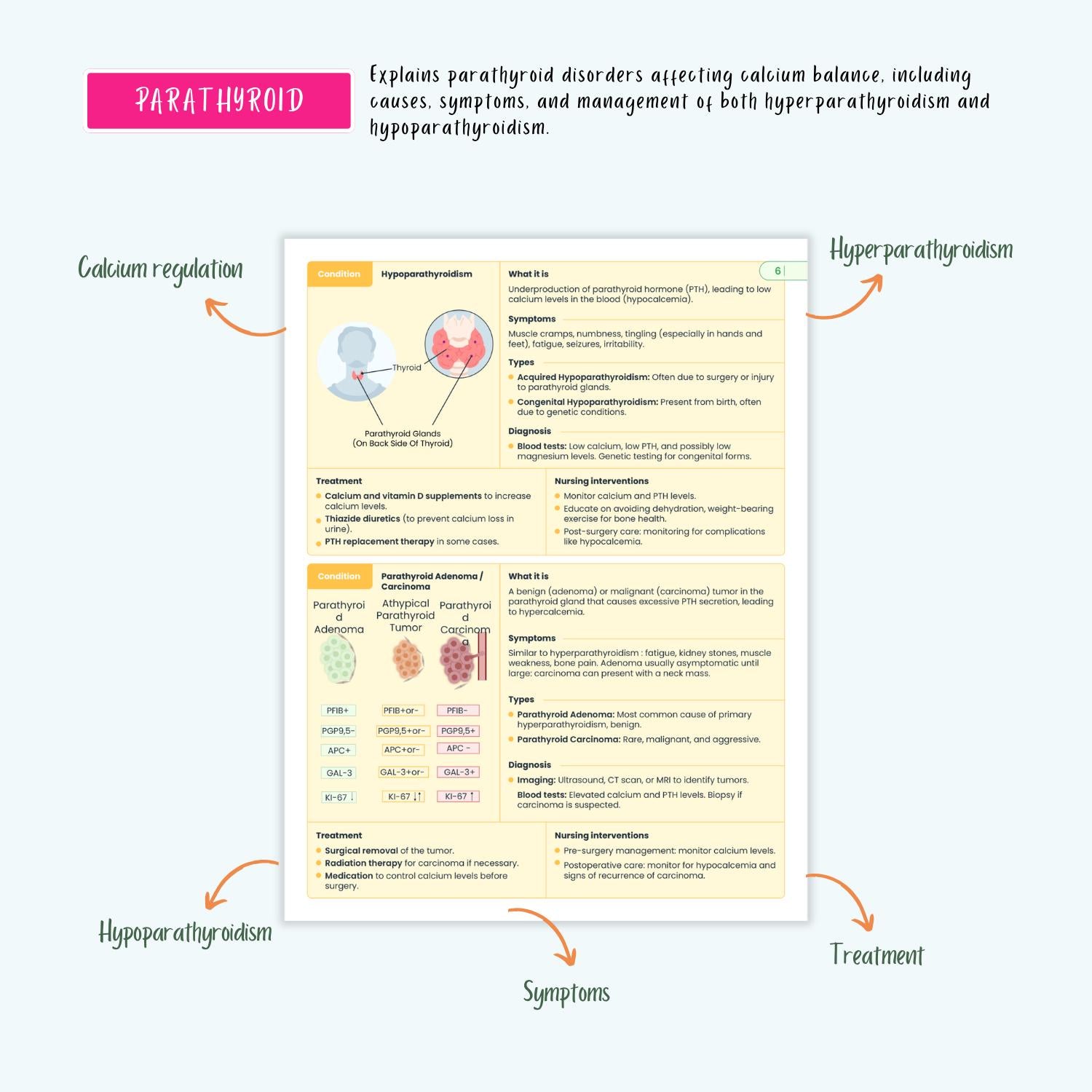 Endocrine Disorders Notes 10+ Hormonal Conditions Diabetes Thyroid Addison’s Cushing’s SIADH NCLEX Guide