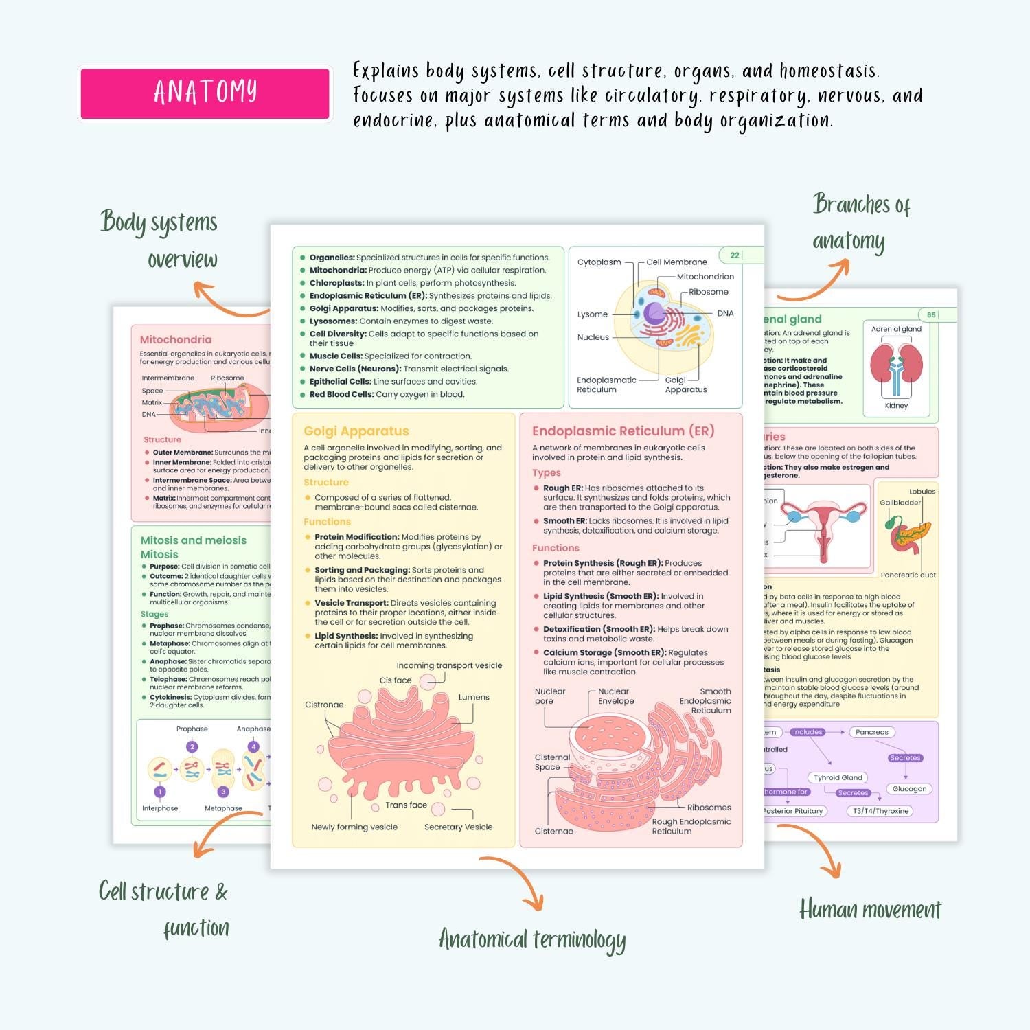 Ultimate Nursing School Notes | Complete Pharmacology, Human Anatomy, Med Surg, Pediatrics, Complete Disorders