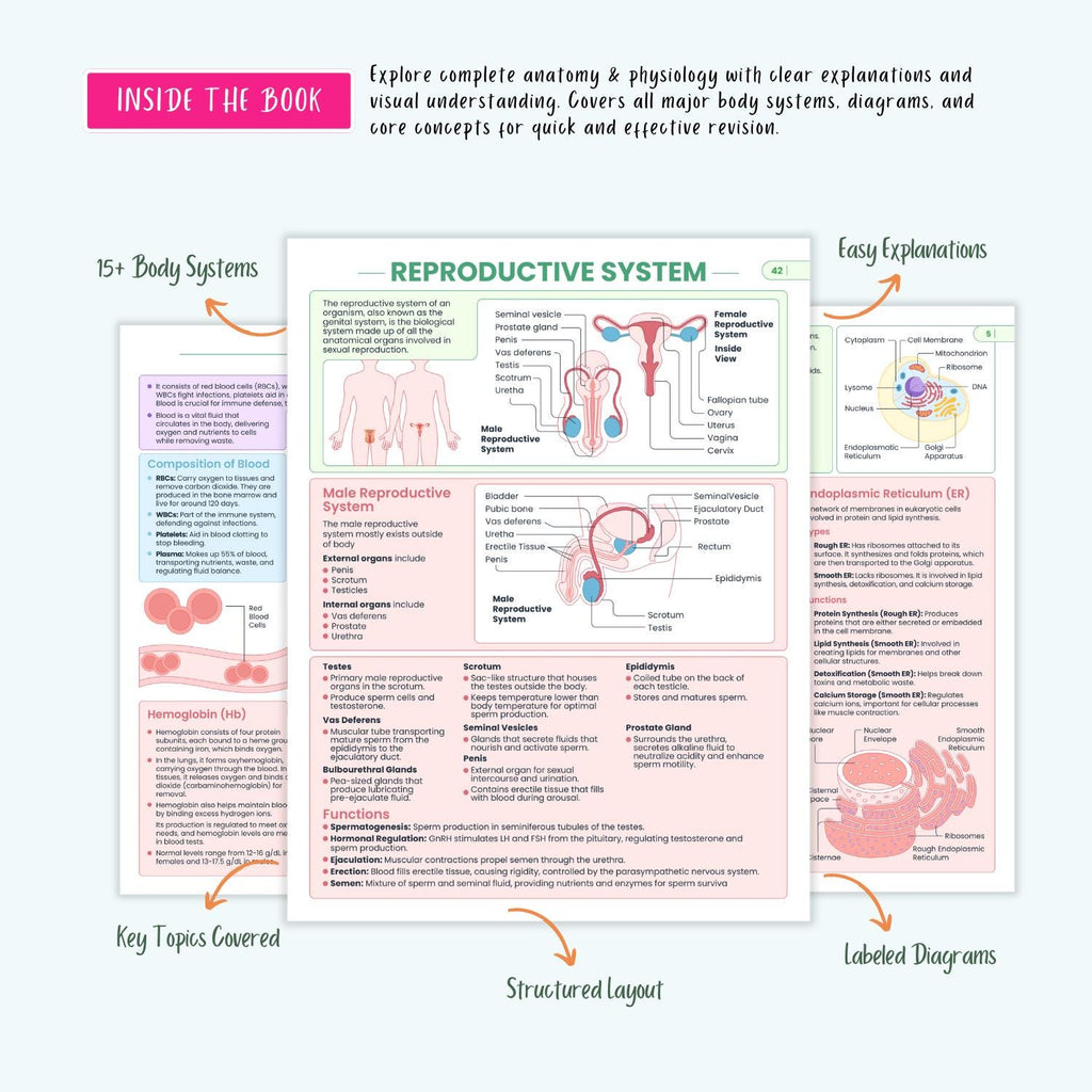 Anatomy and Physiology Complete Bundle | Nursing School | Human Anatomy, Flashcards, Cheat Sheets, Coloring Book