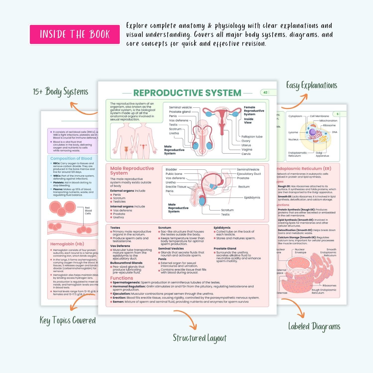 Anatomy and Physiology Complete Bundle | Nursing School | Human Anatomy, Flashcards, Cheat Sheets, Coloring Book