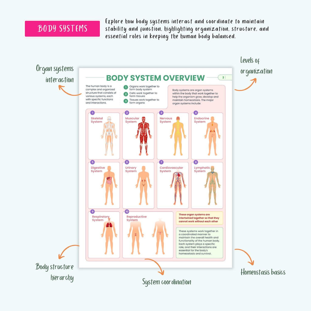 Anatomy and Physiology Complete Bundle | Nursing School | Human Anatomy, Flashcards, Cheat Sheets, Coloring Book