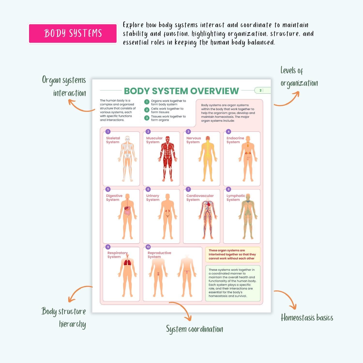 Anatomy and Physiology Complete Bundle | Nursing School | Human Anatomy, Flashcards, Cheat Sheets, Coloring Book