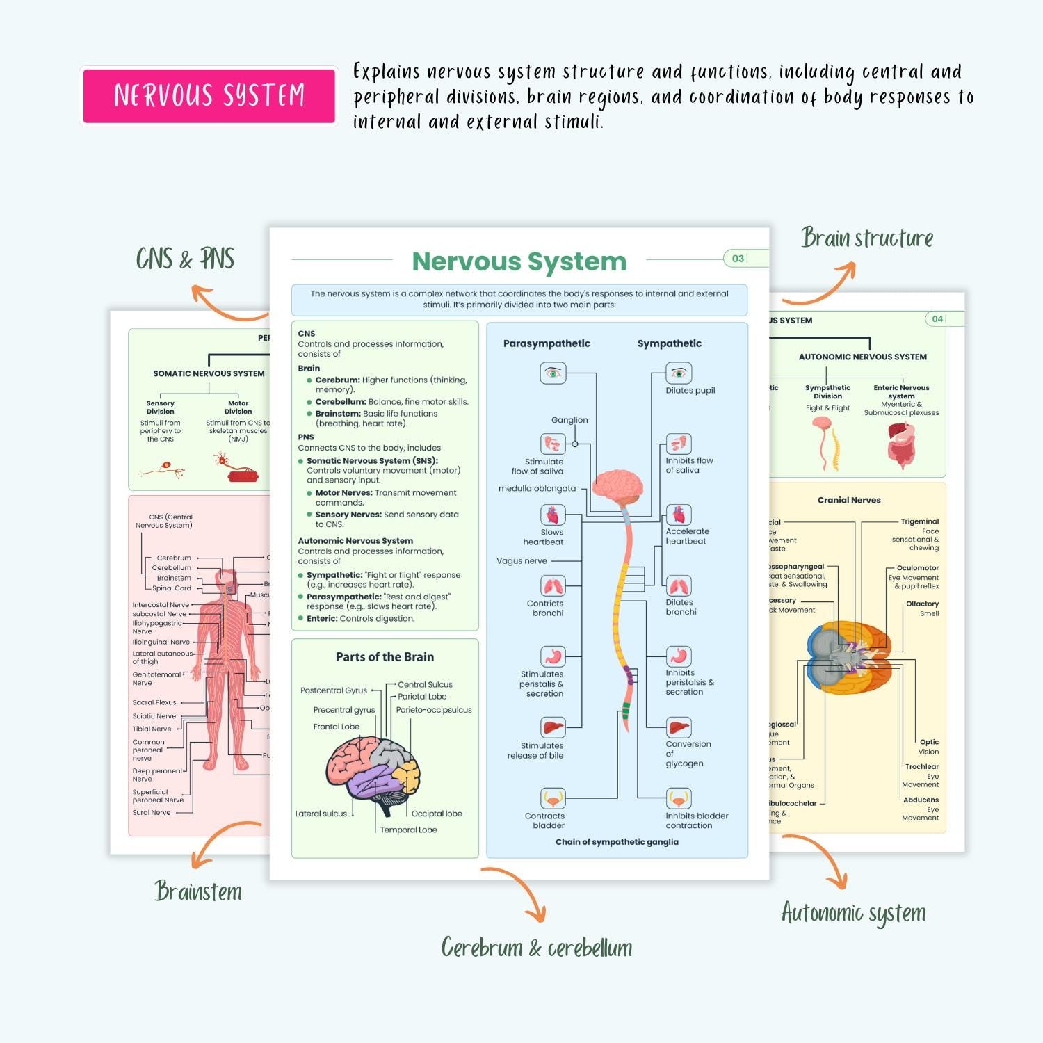 Neurological Disorders Notes | 20+ Brain Conditions | Stroke Seizures ICP Parkinsons Neuro Nursing