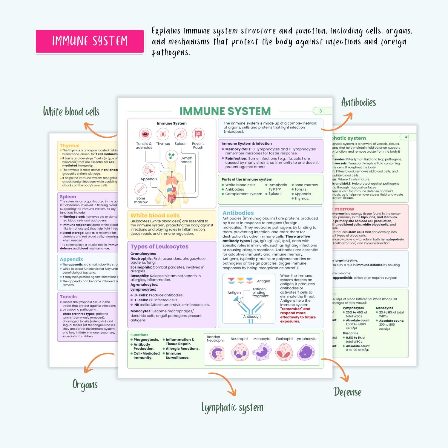 Immune Disorders Notes 15+ Conditions HIV Lupus Vasculitis Autoimmune Cancer NCLEX Study Guide