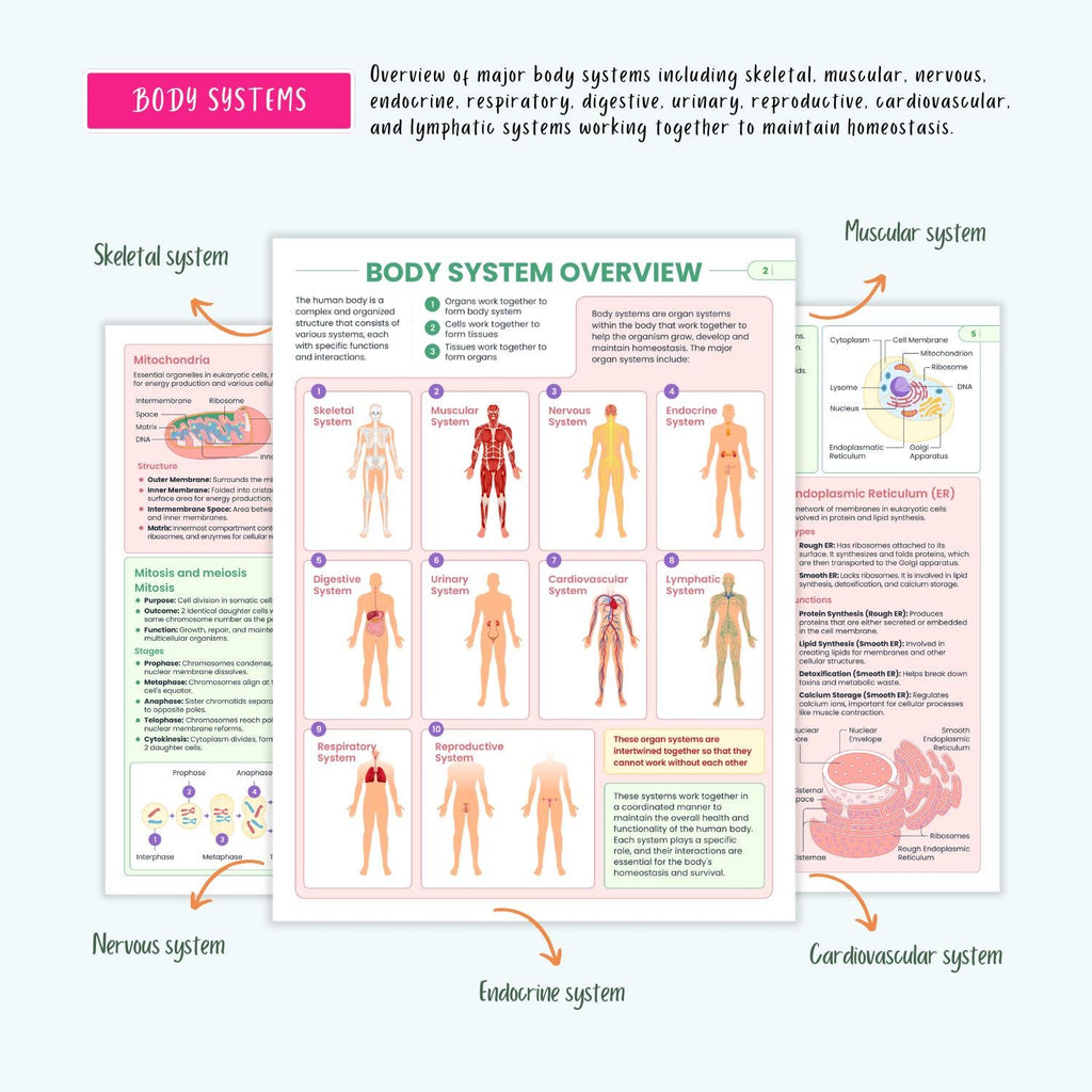 Human Anatomy and Physiology Vol 1 & 2 | Complete Pharmacology | Coloring Book, Cheat Sheets, Nursing School