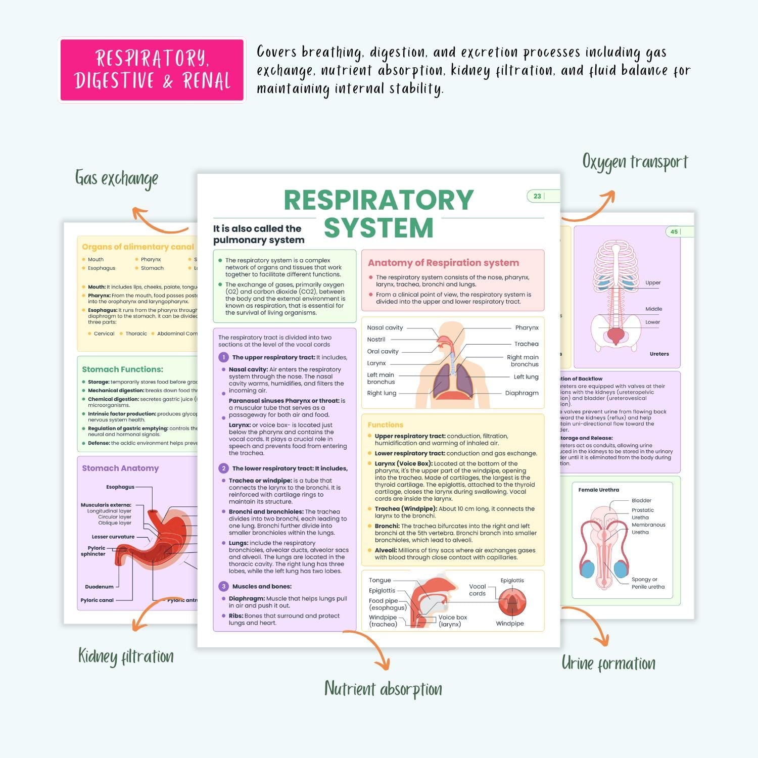 Human Anatomy and Physiology Vol 1 & 2 | Complete Pharmacology | Coloring Book, Cheat Sheets, Nursing School