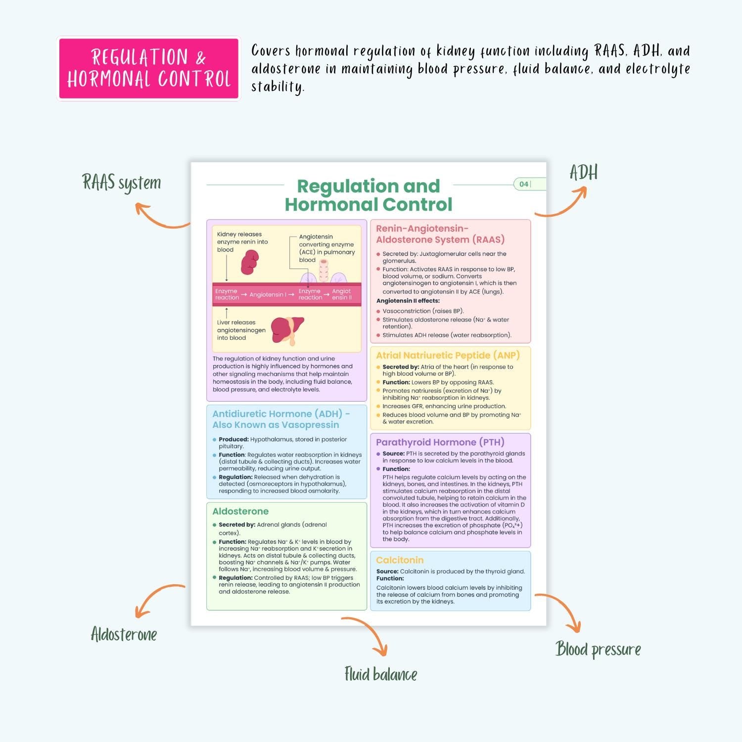 Renal Urinary Notes 15+ Disorders Acute Kidney Injury Chronic Kidney Disease Dialysis Nursing Guide
