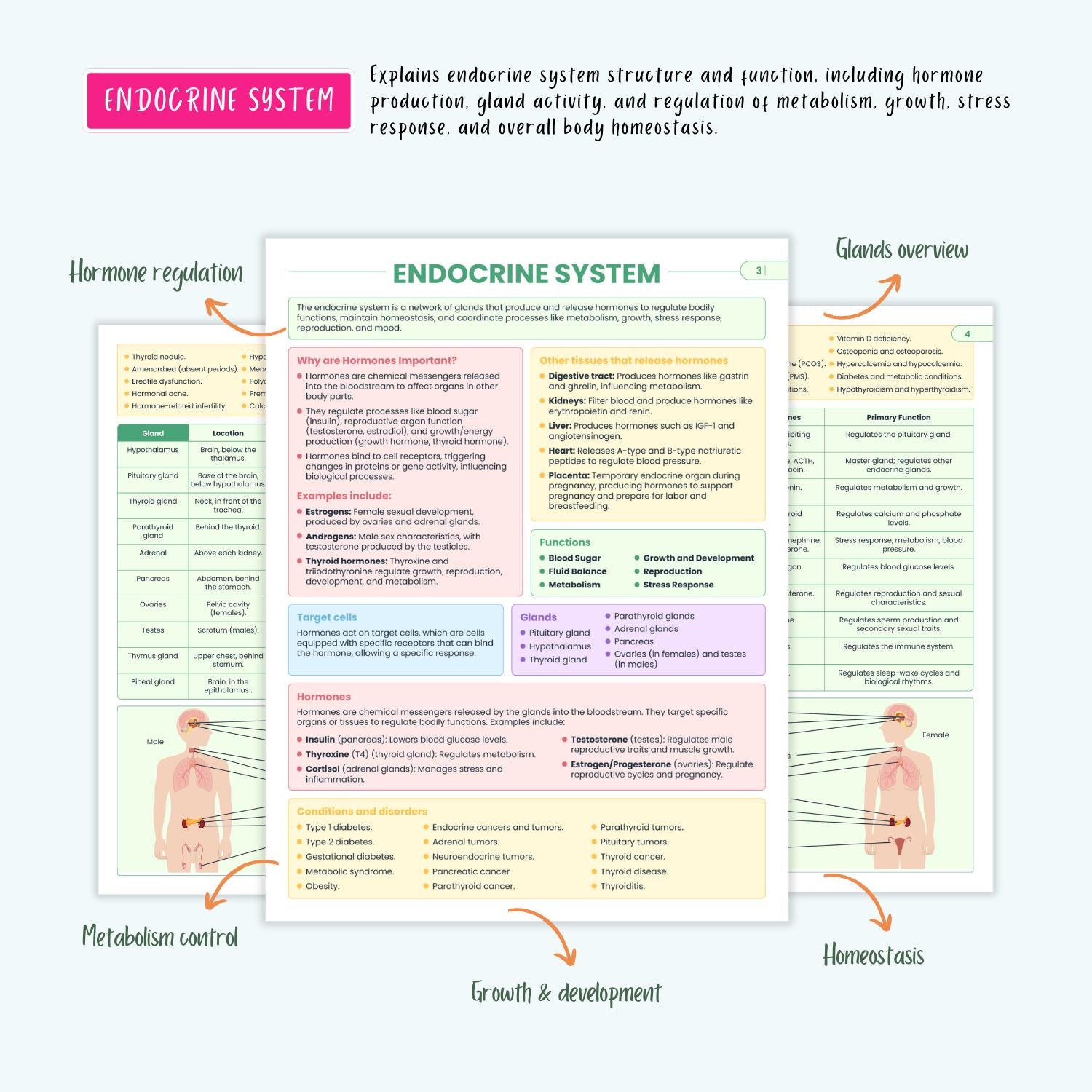 Endocrine Disorders Notes 10+ Hormonal Conditions Diabetes Thyroid Addison’s Cushing’s SIADH NCLEX Guide