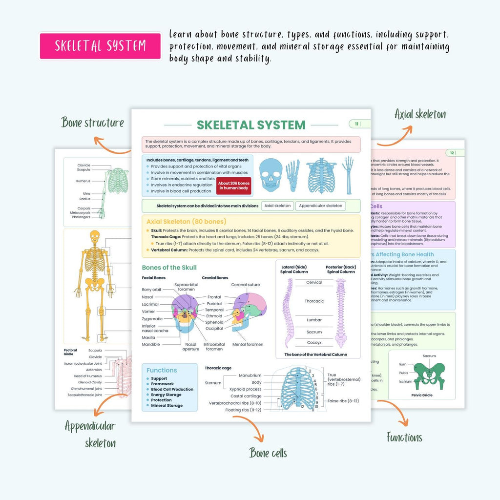 Anatomy and Physiology Complete Bundle | Nursing School | Human Anatomy, Flashcards, Cheat Sheets, Coloring Book
