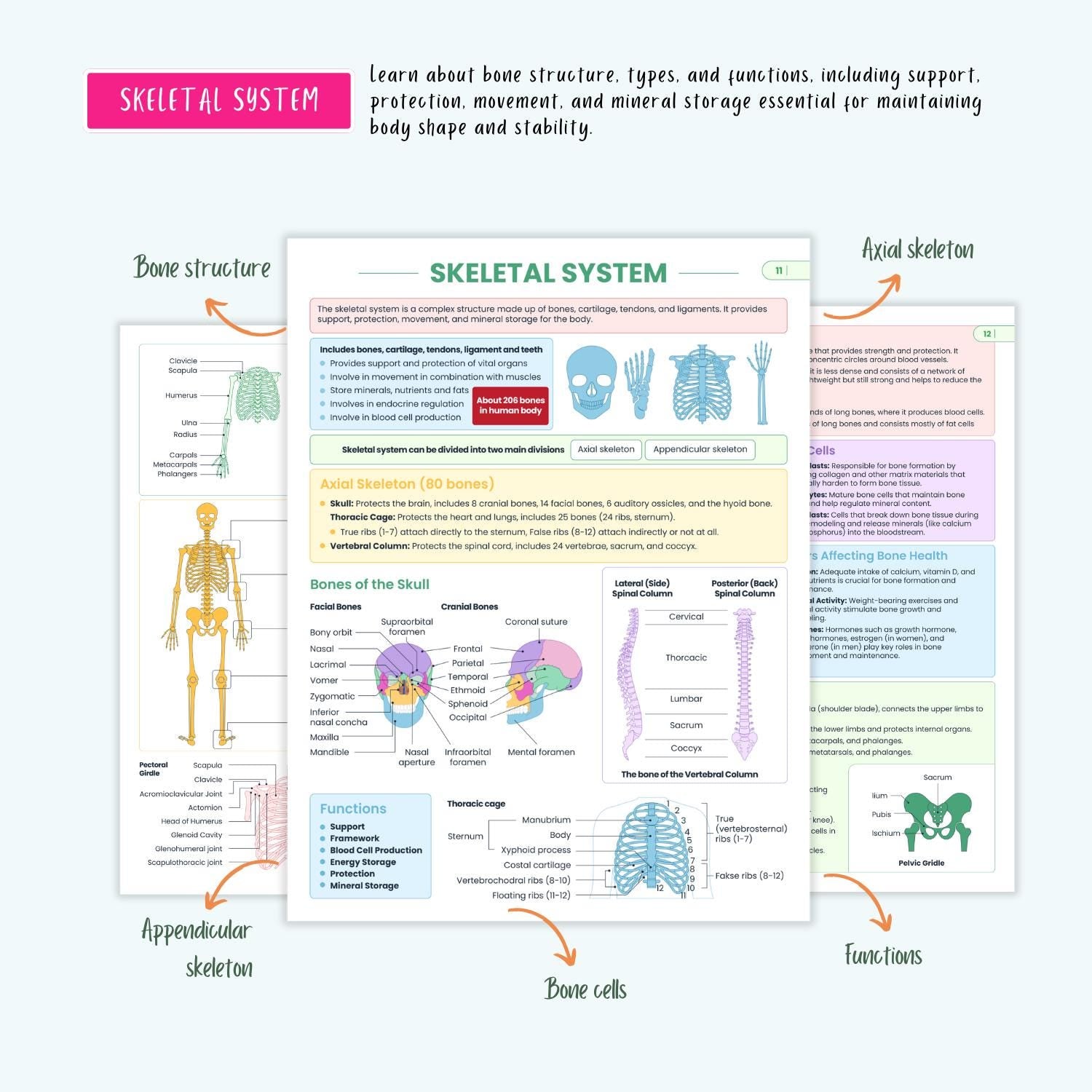 Anatomy and Physiology Complete Bundle | Nursing School | Human Anatomy, Flashcards, Cheat Sheets, Coloring Book