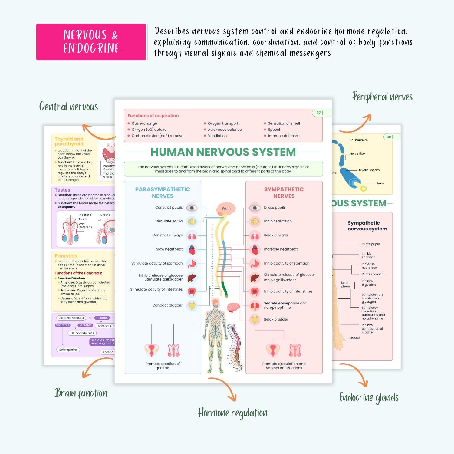 300+ Anatomy Vol 1 & 2 | ICU Critical Care Notes | ECG Cheat Sheets | Coloring Book